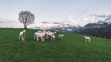 Schafherde auf einer grünen Wiese vor schneebedeckten Bergen und einem Baum. | © Daniel Kogler