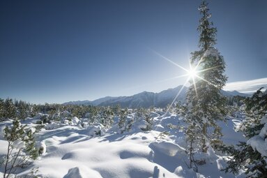 Winter landscape with sun above snow-covered trees and mountains. | © Holiday Region National Park Hohe Tauern - Daniel Breuer